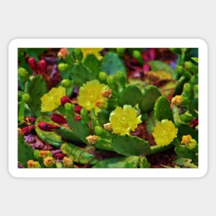 Prickly Pear Cactus Sticker